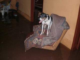 A foto de Kioshi mostra da casa tomada pela água da chuva no em alagamento em janeiro de 2008, e cão se abrigando sobre móvel