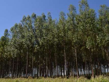 Exportações de produtos florestais em MS cresceram 12% no semestre