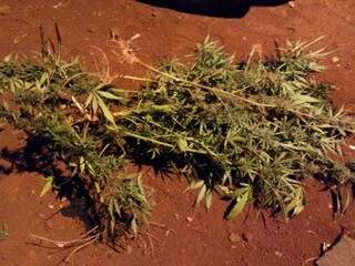 Assaltante morto pela PM estava em &ldquo;boca&rdquo; com planta&ccedil;&atilde;o de maconha