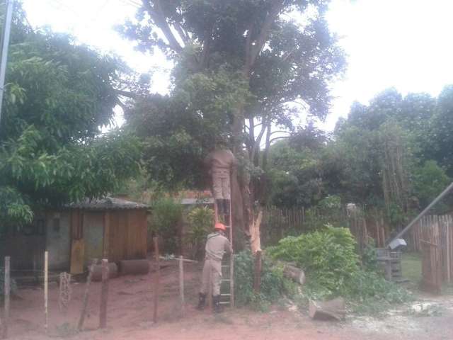 Ventos de 63 km/h derruba &aacute;rvores e deixa casas sem energia 