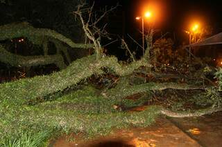 Árvore centenária da espécie Tipuana caiu durante a chuva - Foto: Assecom/Dourados