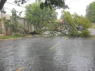 Árvore caída na rua Santana (Foto: Simão Nogueira)