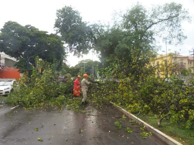 Galho de ingazeira despenca e interrompe tr&acirc;nsito na Afonso Pena