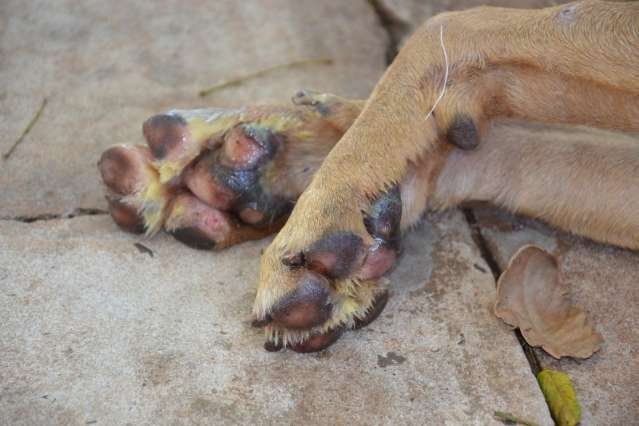 Cachorro fica ferido ap&oacute;s ser arrastado em moto amarrado pelo pesco&ccedil;o