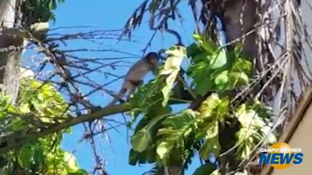 Leitor flagra macaco ferido que apareceu na prefeitura e ainda n&atilde;o foi socorrido