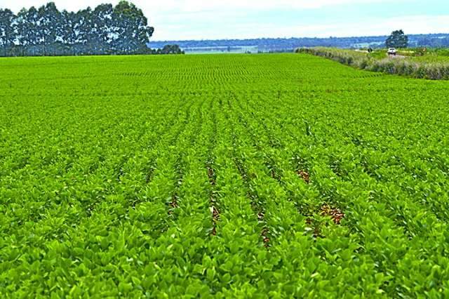 Pre&ccedil;o da saca de soja cai 7% em um ano e &eacute; vendida por R$ 70 em MS