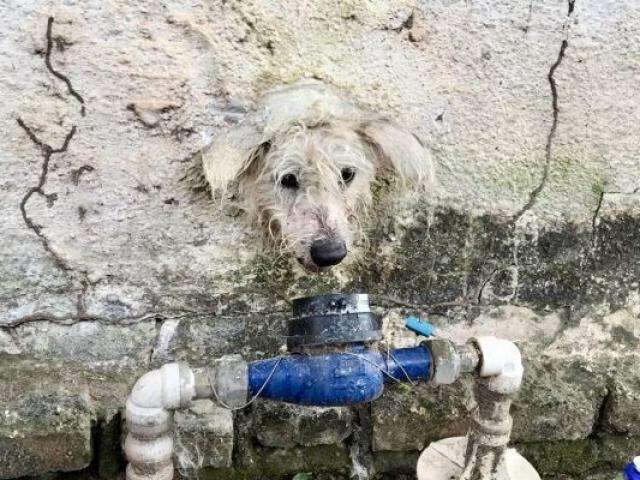 &ldquo;Belinha&rdquo; ficou presa em buraco da parede, mas &eacute; salva pelos bombeiros 