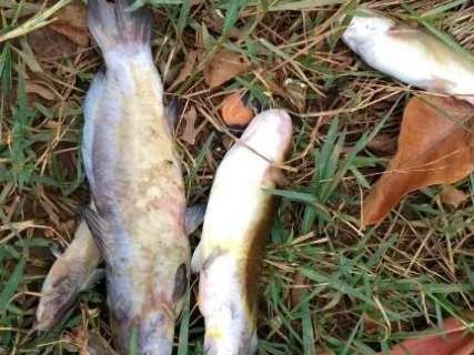 Peixes aparecem mortos em córrego dentro de reserva ambiental no Rancho Alegre
