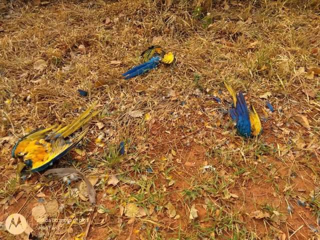 Araras-canindé são encontradas sem as cabeças em estrada de MS