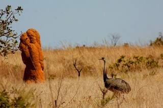 Cupinzeiros gigantes e emas são a marca registrada do Parque Nacional das Emas (Foto: Simone Mamede)