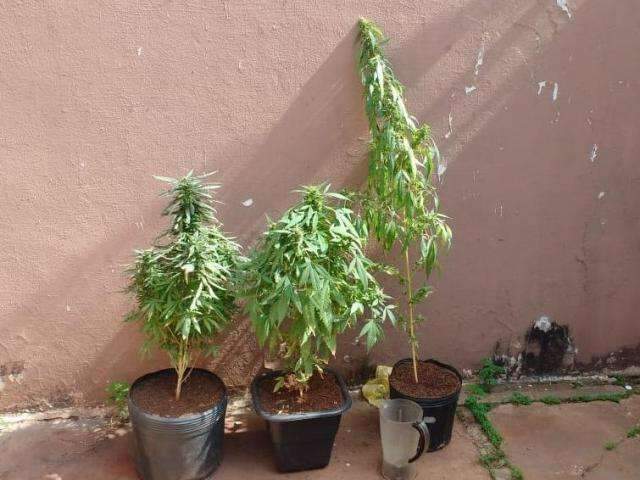 Auxiliar administrativo transforma casa em laborat&oacute;rio de cultivo de maconha 