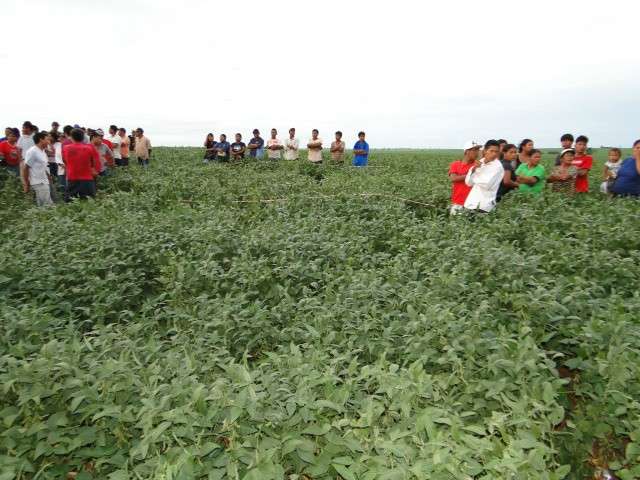 Corpo de ind&iacute;gena &eacute; encontrado em planta&ccedil;&atilde;o de soja na MS-280