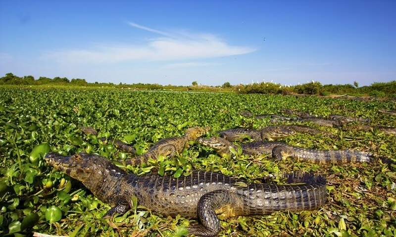 Travessia do Pantanal, uma aventura em sete dias - Lugares por Onde Ando -  Campo Grande News