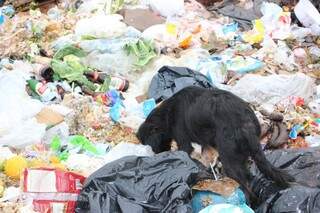 É proibido descartar o lixo domiciliar e empresarial no aterro. (Foto: Divulgação)