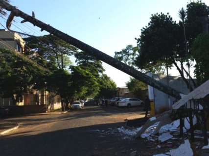 Ventania derruba árvore e deixa bairro sem energia elétrica nesta manhã