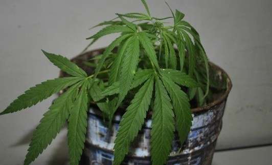 Homem de 51 anos &eacute; detido por plantar p&eacute;s de maconha no quintal de casa