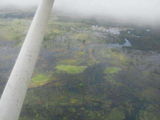 Pecuaristas come&ccedil;am a retirar o gado de 2,5 mil fazendas no Pantanal
