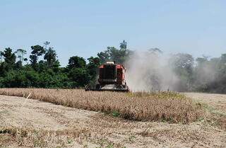 Setor agropecuário figura entre as principais atividades econômicas do Município (Foto: Divulgação)