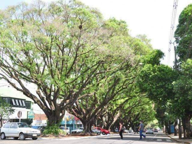 Licita&ccedil;&atilde;o definir&aacute; empresa que vai cuidar das &aacute;rvores do Centro da Capital