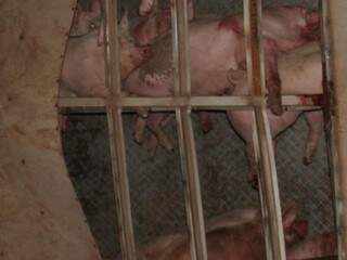 Vários porcos morreram após carreta tombar. (Foto: Chapadense News)