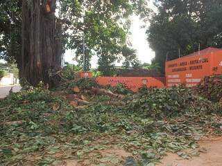 Juiz ordenou que restos da poda já realizada sejam retirados do local, sob pena de multa (Foto: Simão Nogueira)