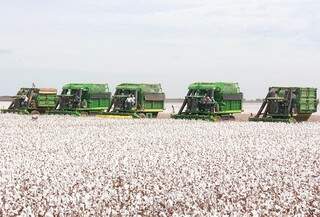 Produção de algodão passa por momento difícil (Foto: Norbertino Angeli/Jovem Sul News)