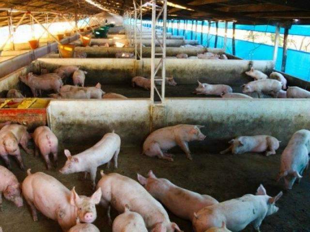 FCO vai financiar R$ 44 milh&otilde;es para expans&atilde;o de suinocultura no interior