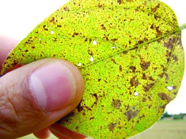 Confirmado em Dourados primeiro caso de ferrugem asi&aacute;tica de MS nesta safra