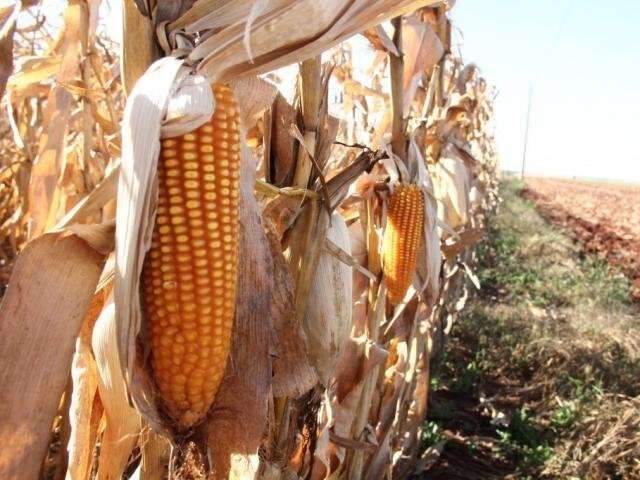 Milho enfrenta estoque de 2,3 milh&otilde;es de toneladas e queda recorde de pre&ccedil;o
