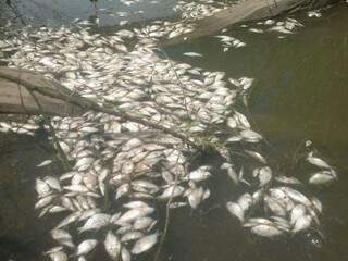 Segundo indígenas, peixes morreram após despejo de agrotóxico na lavoura de soja (Foto: Direto das Ruas)