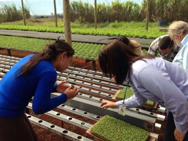 Escolas p&uacute;blicas podem solicitar at&eacute; seis cursos de agricultura urbana