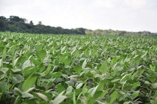 Plantio de soja já foi concluído no Sul do Estado, aponta Aprosoja/MS (Foto: Arquivo/Campo Grande News)
