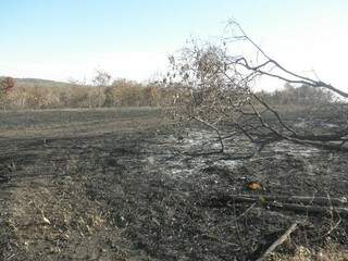 Mais de 120 hectares foram destruídos pelo fogo e 18 hectares de reserva legal também foram queimados. (Foto: Divulgação)