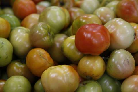 Calor afeta produção e tomate faz preço da cesta básica subir 4,11%