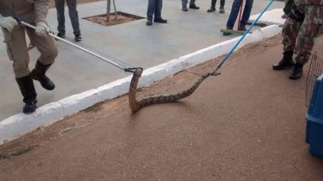 Pela 4&ordf; vez em 6 meses, moradores flagram cobra na &aacute;rea urbana de Coxim
