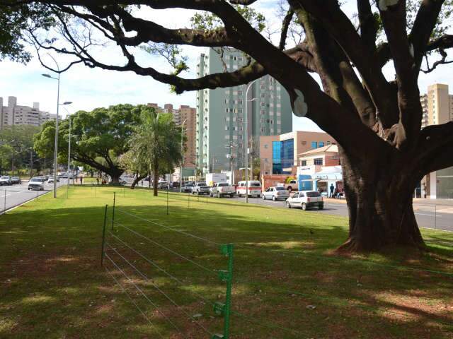  Ciclovia n&atilde;o vai retirar &aacute;rvores na Afonso Pena, afirma Nelsinho 
