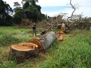 Árvores centenárias foram derrubadas para comercialização em comunidades quilombolas e indígenas. (Foto: Divulgação PF)