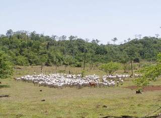 Cabeças de gado foram retiradas de área de conservação. (Foto: Divulgação)