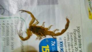 Morador do bairro Guanandi afirma ter encontrado vários escorpiões. (Foto:Direto das Ruas)