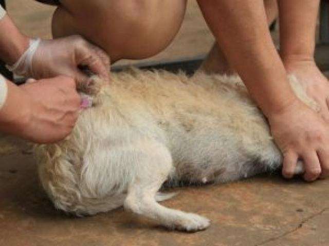 CCZ faz plant&atilde;o neste feriado para vacinar animais contra a raiva