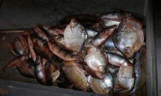 Ao todo, operação apreendeu 300 quilos de pescado.  (Foto: PMA/Divulgação)