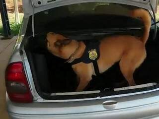 Cães farejadores encontram 22 quilos de supermaconha em veículo