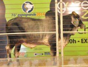 Expogrande termina com receita dos leil&otilde;es maior que o previsto