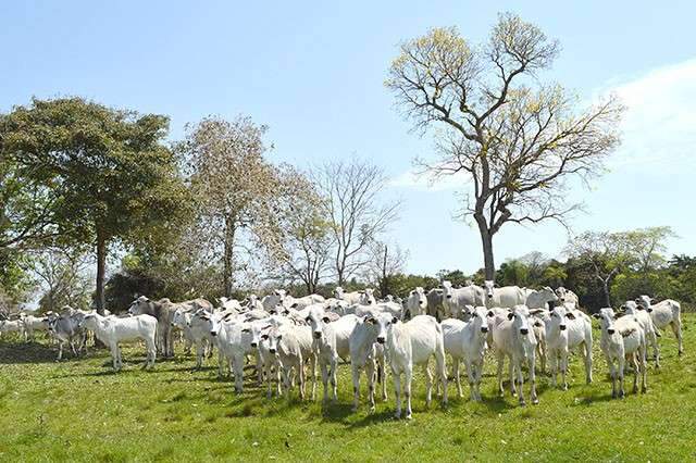 Rebanho bovino volta a crescer e MS registra 21,8 milh&otilde;es de cabe&ccedil;as