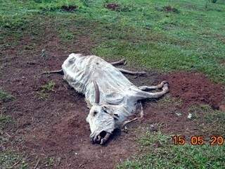 Animais foram encontrados mortos na fazenda. (Foto: Divulgação/PMA)