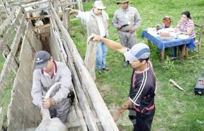 Paraguai confirma segundo foco de febre aftosa em apenas tr&ecirc;s meses 