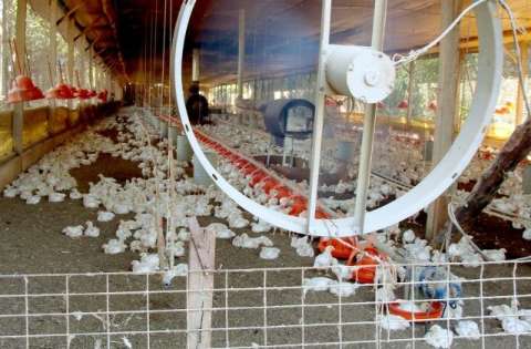 Com alerta para a gripe aviária, acesso às granjas ficará mais rigoroso