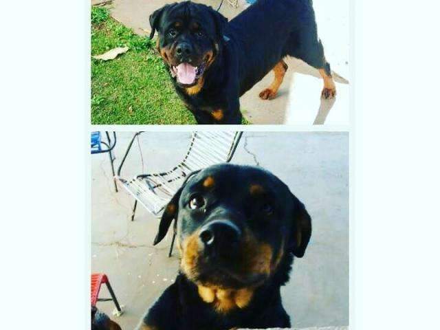 Bombeiros salvam c&atilde;es perdidos que ficaram presos a port&atilde;o de academia