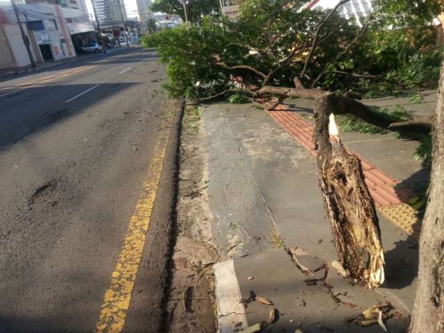 &Aacute;rvore cai em rua e galho atinge casal que estava em motocicleta