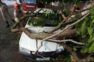Corpo de Bombeiros retira galho de árvore que destruiu carro no Amambaí (Foto: Marcelo Victor)